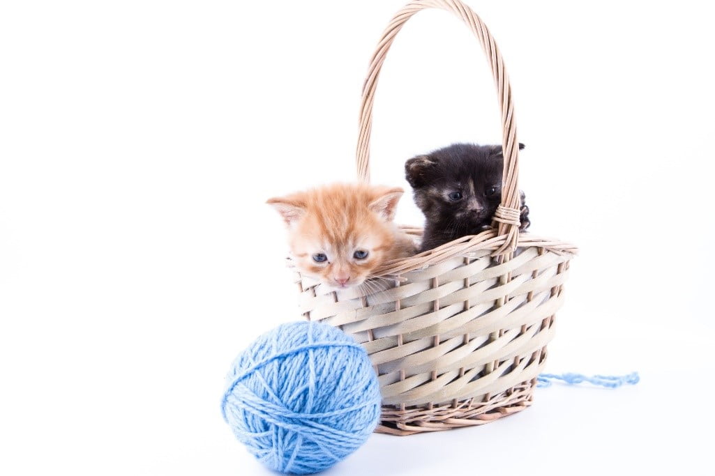 two kittens, one ginger and one black, in a basket looking at a blue ball of yarn